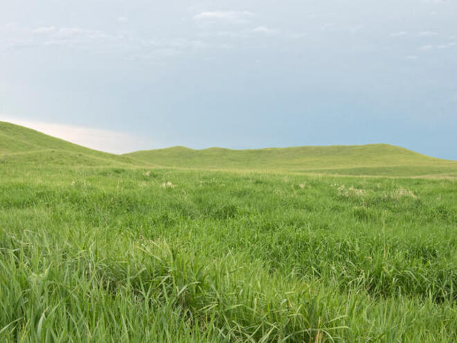 Healthy grasslands in Lowry, South Dakota