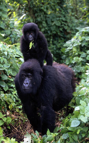 Congo Basin Wildlife Trade