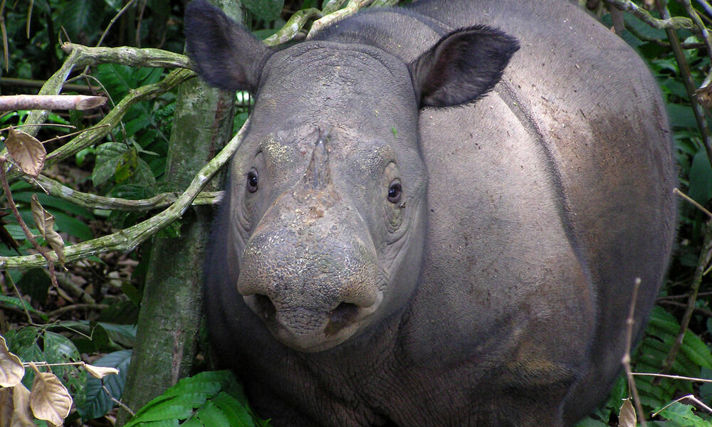 Sumatran rhinoceros, Lampung, Indonesia