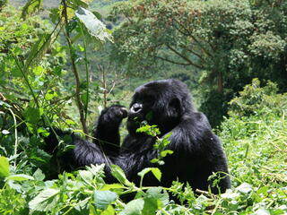 Gorillas help maintain forests