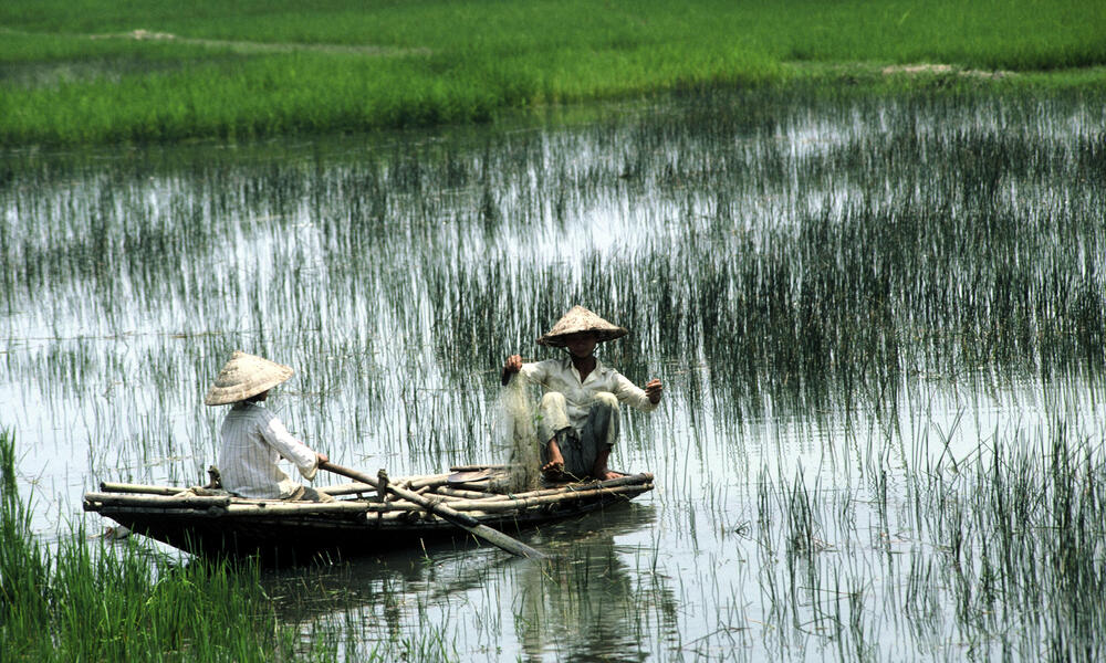 Fishing in Rice Paddy in Vietnam