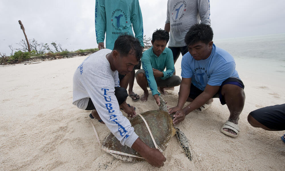 WWF researcher and Tubbataha ranger Choy Calagui and other rangers measure a green turtle