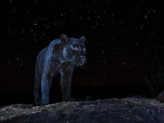 Black panther silhouetted on night sky