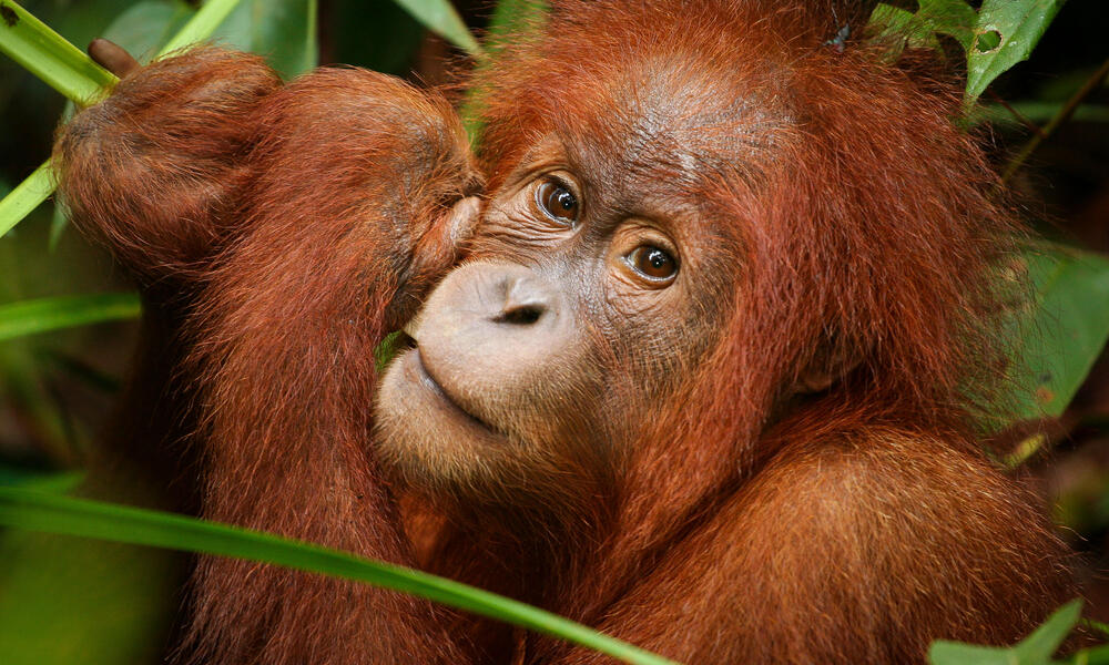 orangutan in Thirty Hills, Sumatra