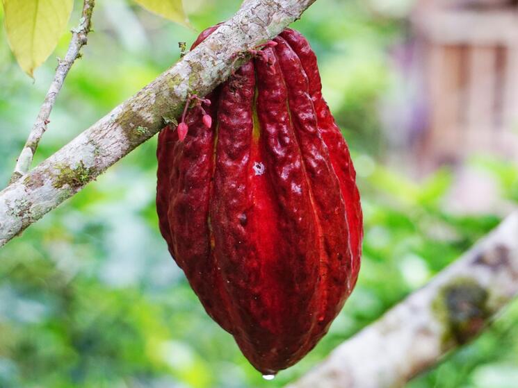 Large cocoa pod on cocoa tree