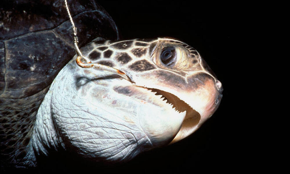 Hawksbill turtle hooked on long line (Eretmochelys imbricata) Cocos Island, Costa Rica, Pacific Ocean