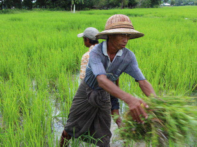Man farming in Myanmar