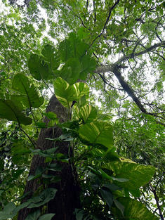 Looking upward at a tree in the Atlantic Forest