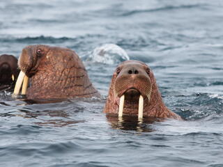 Pacific walrus swimming