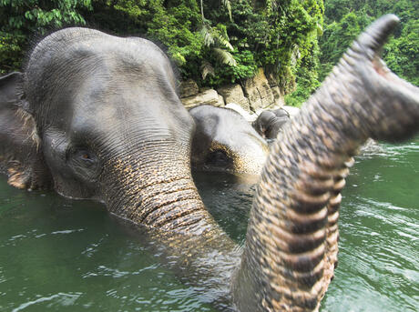 Sumatran forest elephant (Elephas maximus sumatrensis) bathing, Gunung Leseur NP, Sumatra, Indonesia.