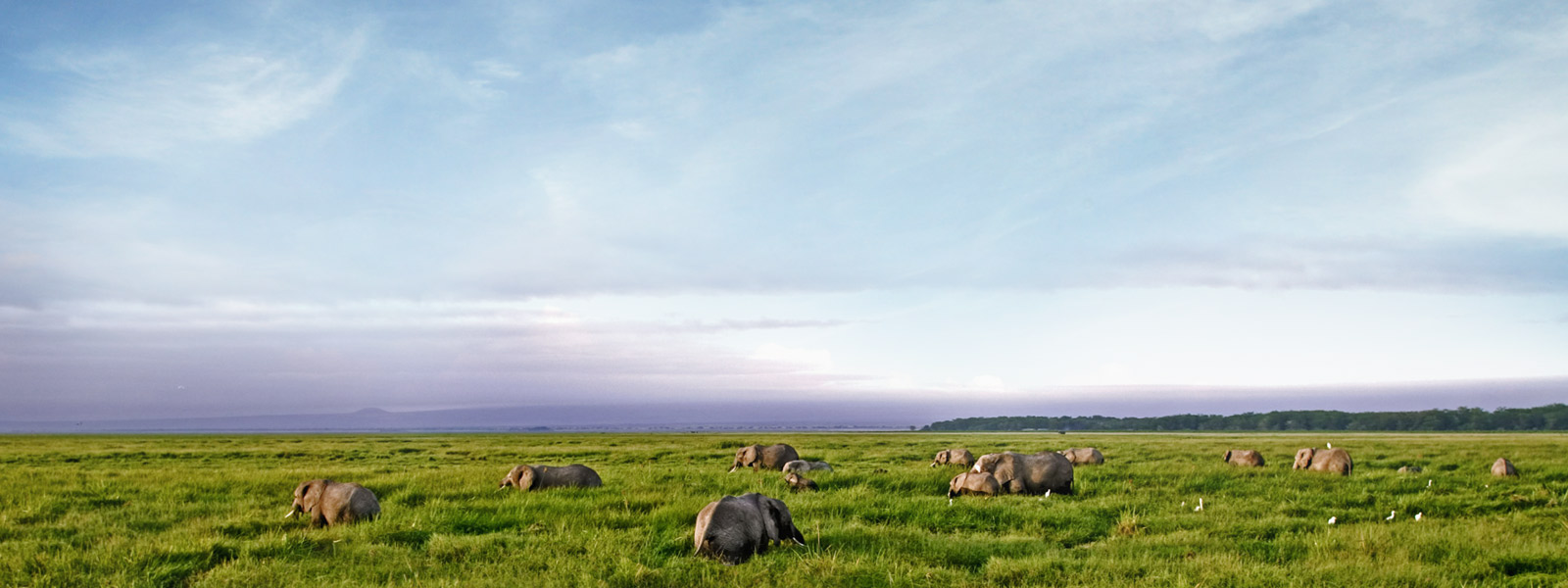 numerous elephants in a grass landscape