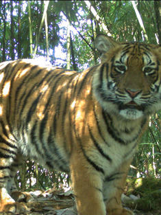 Tiger captured on camera trap in Bhutan