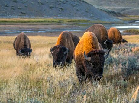 Plains bison (Bison bison bison) in Yellowston National Park, United States.