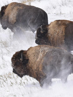 NGP bison release