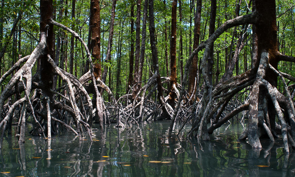 Mangroves along the coastlines of Myanmmar