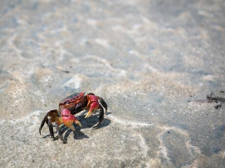 Crab, Antsatrana in Ambaro Bay, Ambilobe, Madagascar.