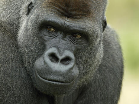 Head portrait of male silverback Western lowland gorilla (Gorilla gorilla gorilla) UK.