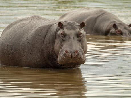 Hippopotamus (Hippopotamus amphibius) in the Qorokwe concession, Okavango Delta, Botswana.