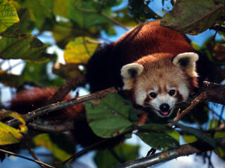 red panda in tree, Sikkim, India