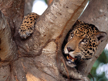 Captive Jaguar (Panthera onca), Pantanal, Brazil.