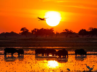 Silhouette of an African buffalos standing and a Marabou stork flying in a bright orange sunset.