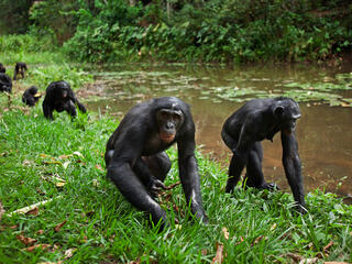 A group of bonobos walk along the edge of a lake in tall grass
