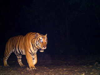 Tiger walking across a camera trap at night