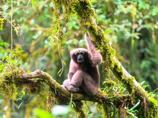 Skywalker hoolock gibbon sits on a mossy tree branch looking at the camera