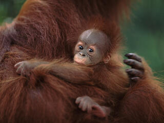 Sumatran Orang utan mother holds baby who looks at the camera, Sumatra