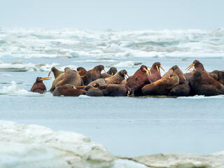 A herd of walruses (Odobenus rosmarus) on an ice floe. Svalbard, Norway.
