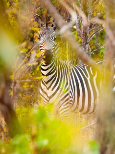 zebra Greg Armfield WW1113071