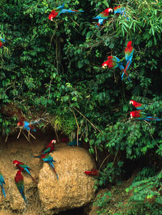 Macaw Flock Peru