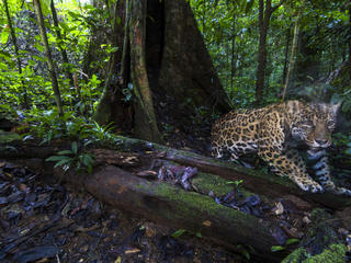 A jaguar caught by a camera trap
