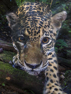 Jaguar close-up