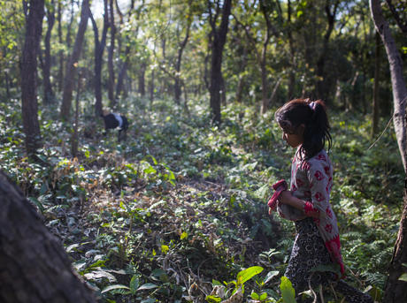 Children collecting grasses on the floor of the community forest in Nepal