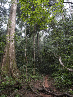 Rainforest, Dzanga Sangha, Central African Republic