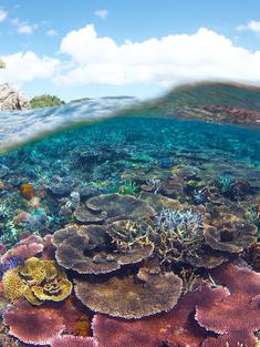 Underwater scenery of coral reefs within the Tun Mustapha Park