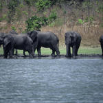 African elephant, Loxodonta africana, herd by water