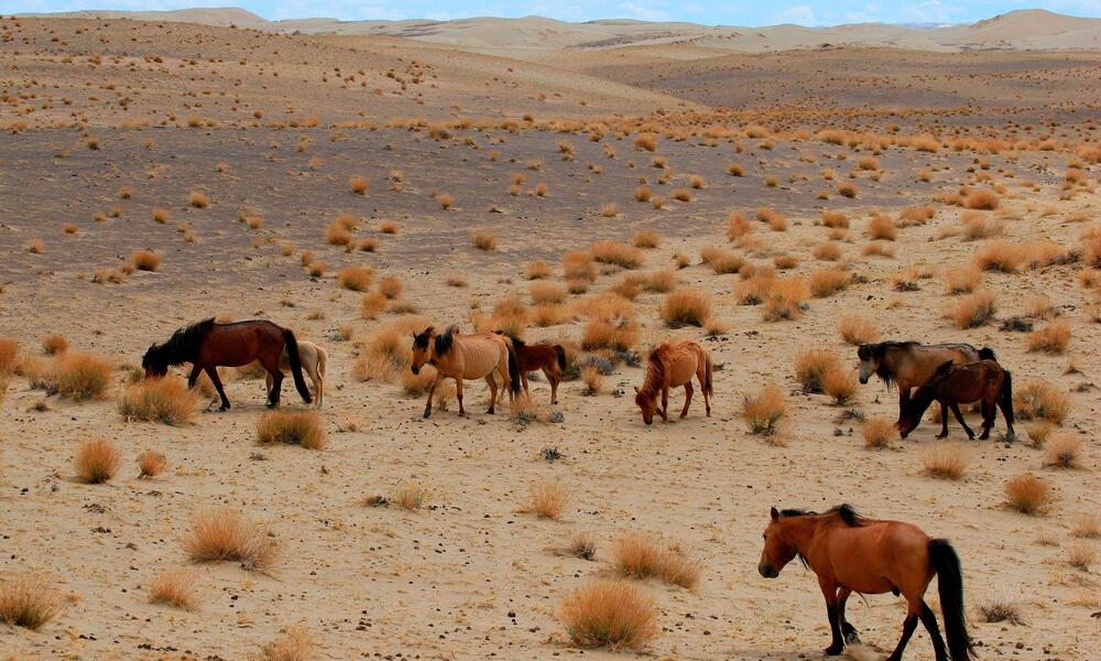 A group of wild horses grazing on a desert landscape