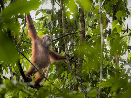 Close up of Bornean orang-utan (Pongo pygmaeus). Danum Valley. Borneo, Malaysia.