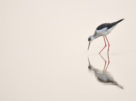 Black-winged stilt, (Himantopus himantopus), standing in water with reflection at the Nansha wetland reserve, Guangdong province, China