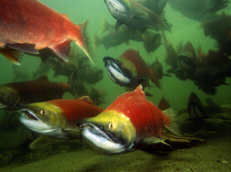 Sockeye salmons (Oncorhynchus nerka), adults migrating up the Adams River to spawn. B.C. Canada