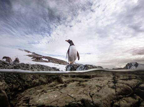 A gentoo penguin stands on a rock surveying for potential dangers before diving in and spending the day at sea in search of food.