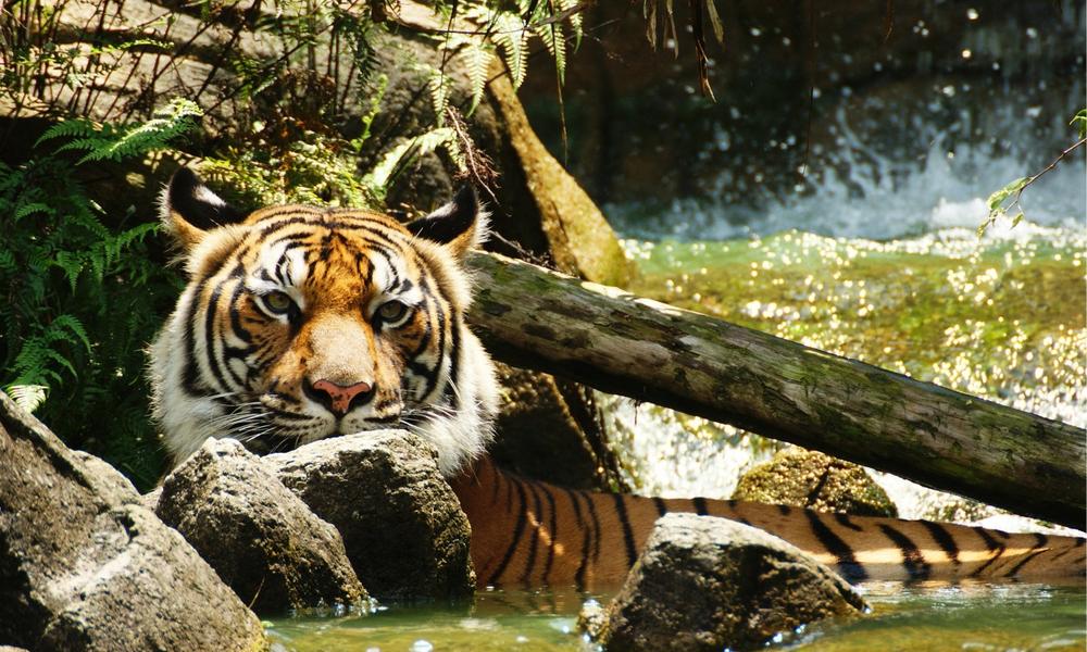 Indochinese tiger in the water