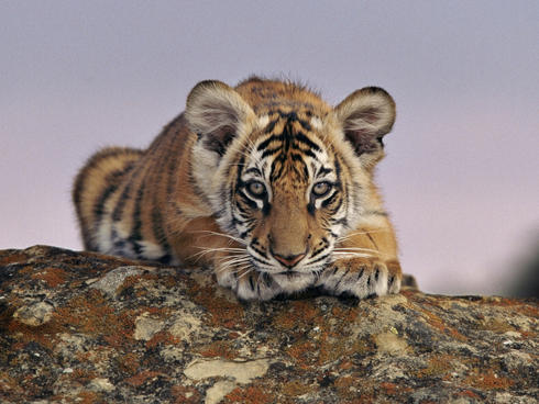 Juvenile tiger