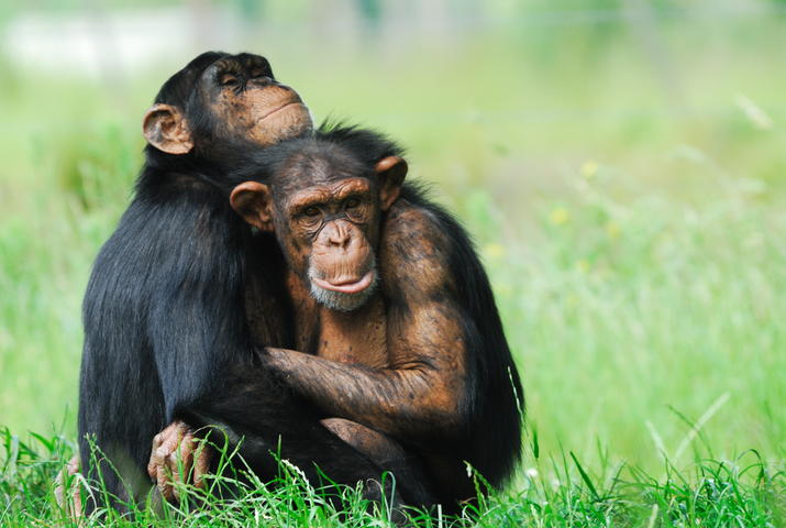 Chimpanzees hugging
