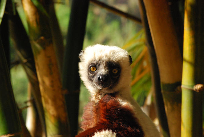 Sifaka lemur in lemurs park, Antananarivo, Madagascar