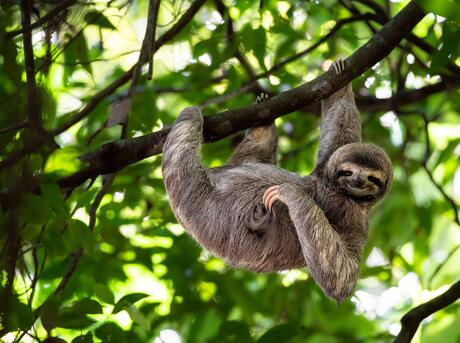 Cute sloth hanging on tree branch with funny face look.