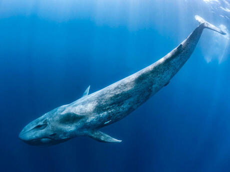 A blue whale swims beneath the surface of the ocean.