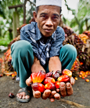 Man holding palm fruit
